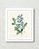 Antique French Blue Botanical No. 20 Art Print