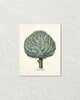 Antique Artichoke Giclee Art Print