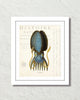 Blue Cephalopoda Giclee Art Print
