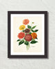 Antique Botancial French Dahlias Giclee Art Print