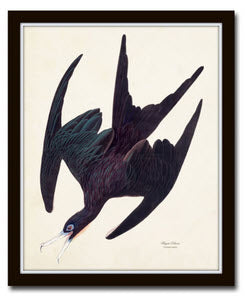 Frigate Pelican Bird Print