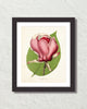 French Magnolia Lenne Giclee Art Print