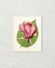 French Magnolia Lenne Giclee Art Print