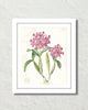 Vintage Orchid Collage No. 13 Art Print