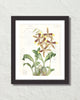 Vintage Orchid Collage No. 23 Art Print