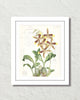 Vintage Orchid Collage No. 23 Art Print