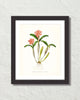 Vintage Orchid Flower Series No. 12 Art Print