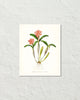 Vintage Orchid Flower Series No. 12 Art Print