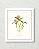 Vintage Orchid Flower Series No. 12 Art Print