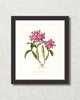 Vintage Orchid Flower Series No. 13 Art Print