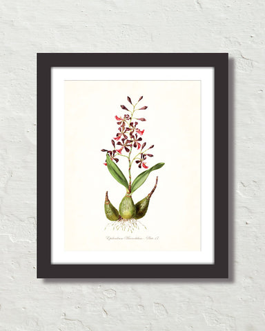 Vintage Orchid Flower Series No. 17 Art Print