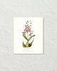Vintage Orchid Flower Series No. 17 Art Print