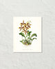Vintage Orchid Flower Series No. 24 Art Print