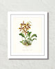 Vintage Orchid Flower Series No. 24 Art Print
