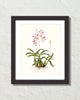 Vintage Orchid Flower Series No. 9 Art Print