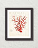 Red Sea Coral Collage Giclee Art Print