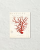 Red Sea Coral Collage Giclee Art Print