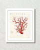 Red Sea Coral Collage Giclee Art Print