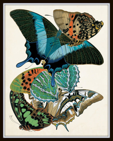 Butterfly Print Set No. 1 - Set of 6 - Seguy Butterflies Butterfly Print Set No. 1 - Set of 6 - Seguy Butterflies