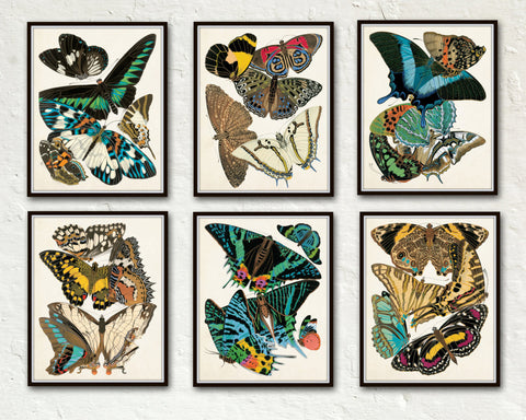 Butterfly Print Set No. 1 - Set of 6 - Seguy Butterflies