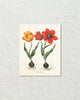 Antique Botanical Tulip No. 4 Giclee Art Print