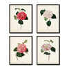 French Camellias Print Set No. 4
