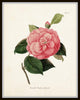 French Camellias Print Set No. 4