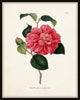 French Camellias Print Set No. 4