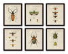 French Insect Study Print Set No. 1