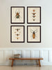 French Insect Study Print Set No. 2
