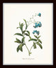 Blue Redoute Botanical Floral Print Set No. 2