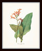 Botanical Tropical Floral Print Set No. 7