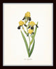 Antique Iris Floral Botanical Print Set No. 1