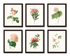 Pink Botanical Print Set No. 3 - Redoute Botanical Prints