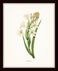 Botanical Garden Floral Print Set No. 21