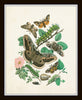 Antique Moths Print Set No. 1