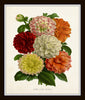 Antique French Dahlias Print Set No. 1