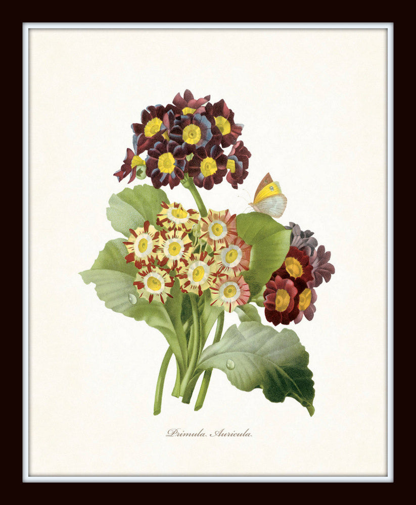 Vintage Bird and Botanical Print Set No.1 - Giclee Art Prints – Belle ...