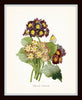 Antique Primrose Floral Print Set No.5