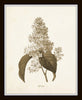 Sepia Flowers Botanical Print Set No.1