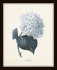 Blue Flowers Botanical Print Set No.1