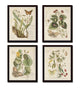 Vintage Butterfly and Botanical Print Set No.1