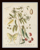 Vintage Butterfly and Botanical Print Set No.1