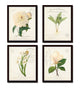 French Botanical Collage Floral Print Set No. 3