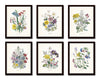 Fleurs de Jardin Botanical Print Set No. 15