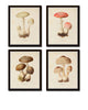Mushroom Vegetable Art Print Set No. 3