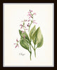 Watercolor Botanical Herbs Print Set No. 1