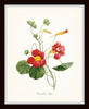 Red Redoute Floral Botanical Print Set No. 5