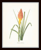 Botanical Tropical Floral Print Set No. 7