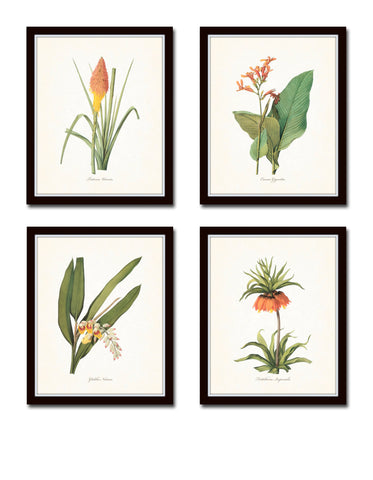 Botanical Tropical Floral Print Set No. 7